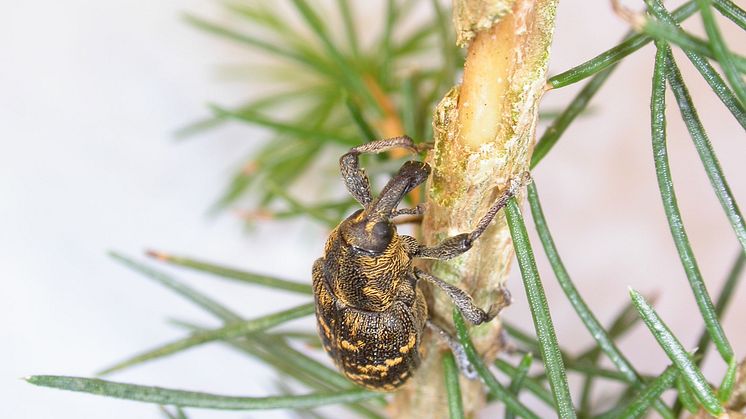 Ny metod skydda plantor mot snytbaggeangrepp