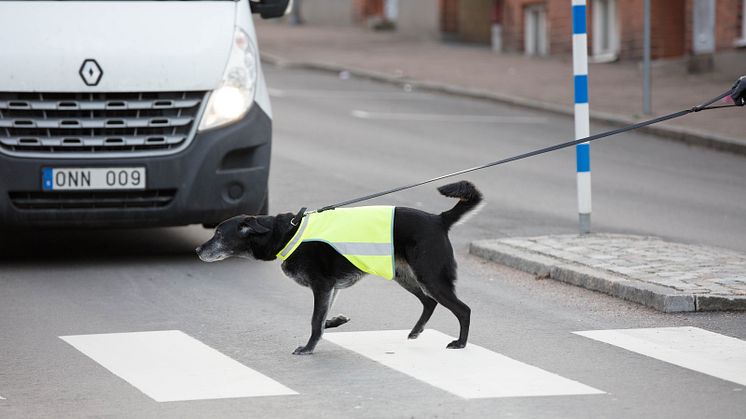 •Se till att du och hunden har reflexer när det blir skymning och mörkt ute. Tänk på att använda reflexer som syns både framifrån och bakifrån.