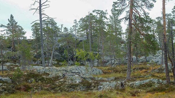 Tallskog på hällmarker öster om Grundagssätern i Idre.