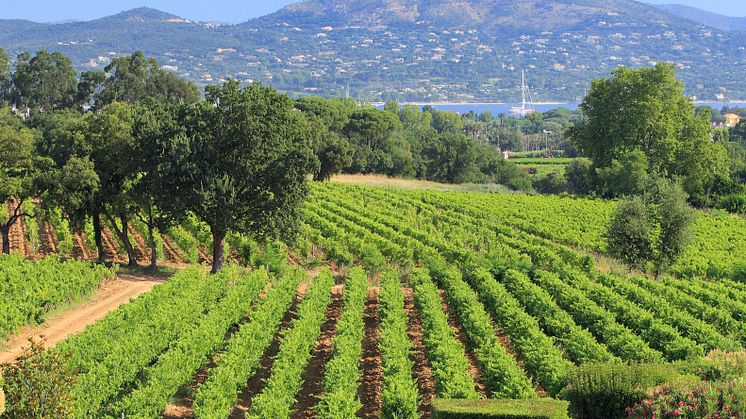 Château Minutys vinodlingar med utsikt över St Tropez-bukten