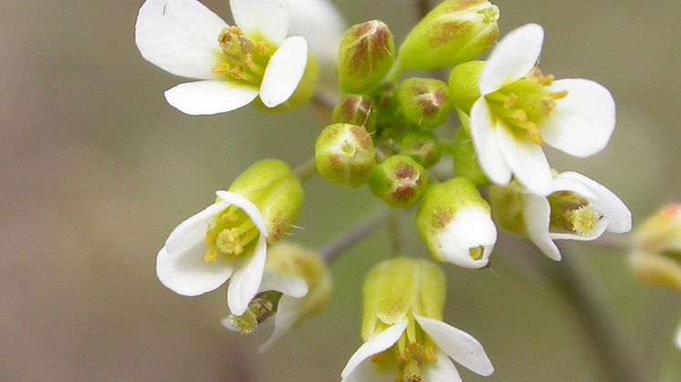 Backtrav, Arabidopsis thaliana. Foto: Jon Ågren, UU.