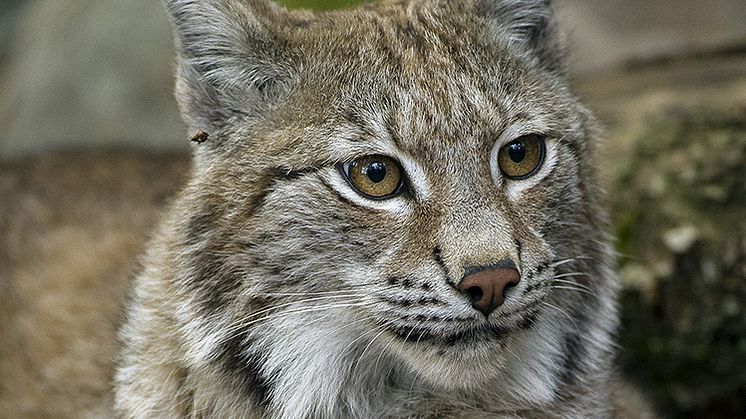 Lodjursjakten är avslutad i Skaraborg. Foto: Ola Lennersten