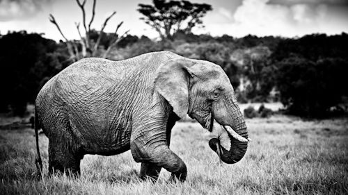 Elefanthanne i Laikipia, Kenya
