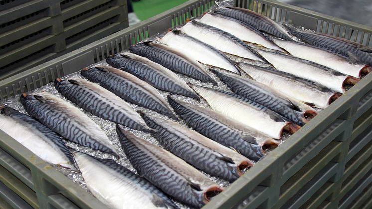 All time high price for frozen mackerel this autumn. Photo: Norwegian Seafood Council