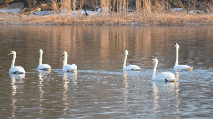 Weiße Sänger: Singschwäne im Nationalpark Unteres Odertal. Foto: Anja Warning (tmu GmbH)