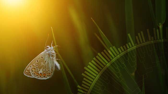 Omslagsbild Miljötrender #Jordbrukslandskap. Foto: Balazs Kovacs/iStock och fotokollage Jenny Svennås-Gillner, SLU.