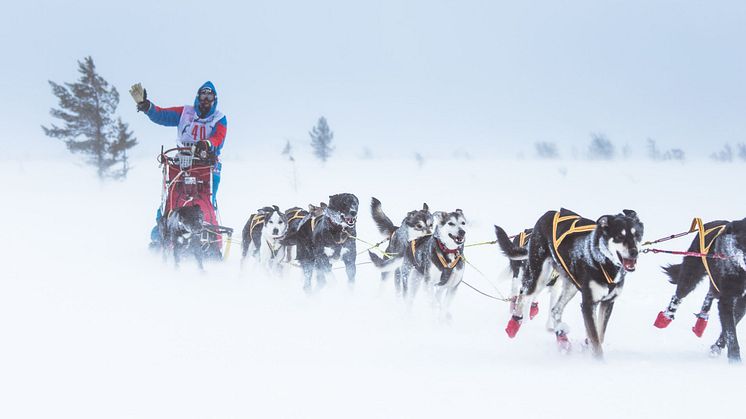 De tøffeste hundekjørerne skal kjøre 636 km under Femundløpet. Når de ankommer Trysil har de kjørt 224 km. Foto: Femundløpet