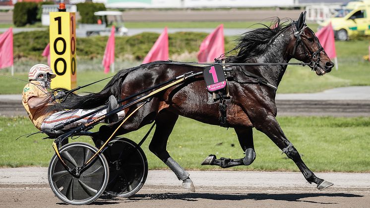 Vivid Wise As fick en rosa biljett och kommer återigen till Solvalla. Foto: TR Bild