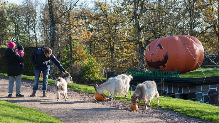 Tusentals pumpor pyntar Skånes Djurpark, även getterna uppskattar dekorationerna.