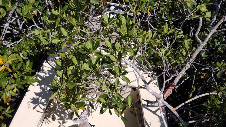 Hi-res image - ACR Electronics - Frank Boyar's flats skiff suspended in the mangroves