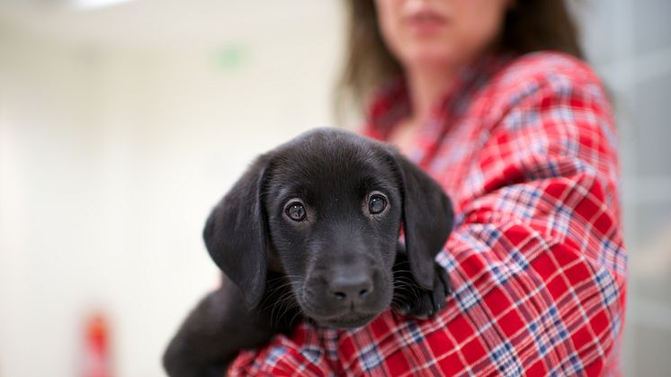 Tänkbara faror hunden kan stöta på i vardagen 