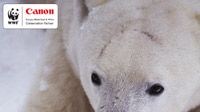 Namnge en isbjörn! Hjälp Världsnaturfonden WWF och Canon att döpa två isbjörnshonor