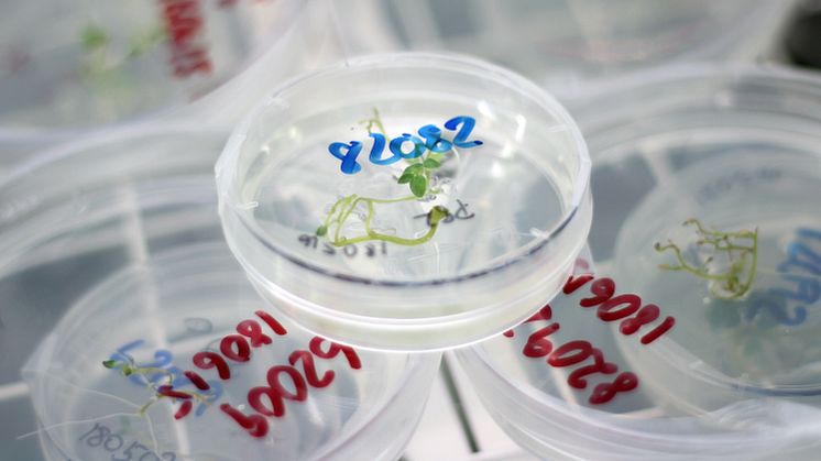 Vävnadsodling för att återbilda plantor från genmodifierade celler. (Foto: Anna Lehrman/SLU)