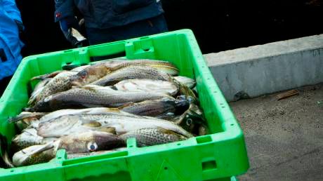 HaV får 26 miljoner för att spåra fisk 