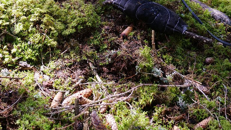 One of many interesting topics at Elmia Wood – two different ways to combat the spruce bark beetle