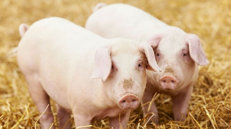 ​​Orkla Foods Sverige välkomnar ny EU-lag om djurhälsa och antibiotika