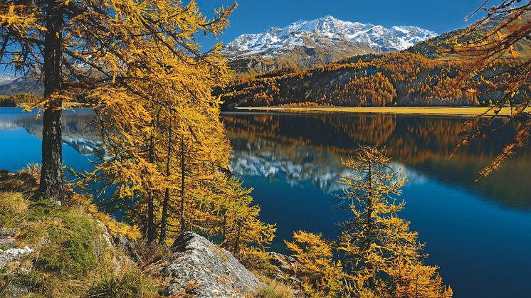 Herbststimmung im Kanton Graubünden mit goldenen Lärchen am linken Ufer des Silvaplanersees © Schweiz Tourismus