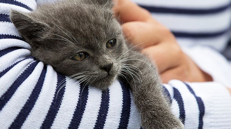 Läkemedelsförgiftning hos katt 