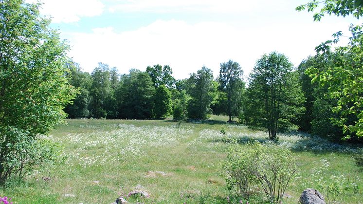 Gullängens naturreservat