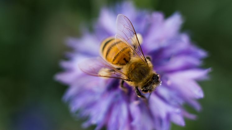 Naturnahe Gärten und Insektenschutz