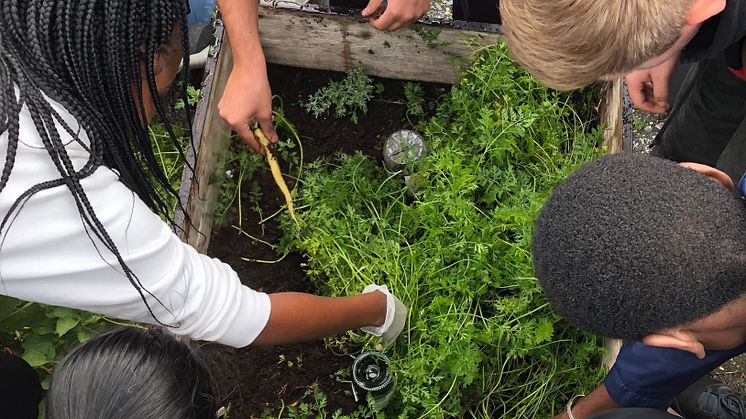 Bjørnholt videregående skole i Oslo får støtte til utstyr for videreutvikling av skolehagen. (Foto: Abbey Marie Tovshus Schneider)