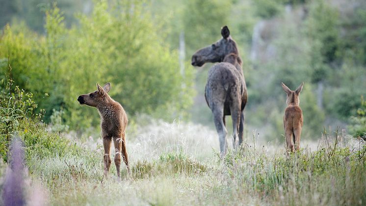 Svevia bygger en faunapassage under väg 535 för att älgar och andra djur fritt ska kunna vandra mellan de stora skogsområdena som omger vägen. Foto: Anders Åberg /Johnér.