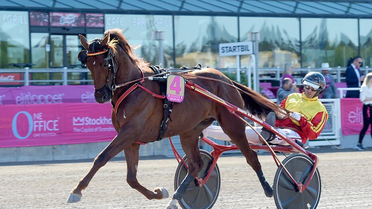 Gelati Cut är första häst att bli inbjuden till Sofiero Bryggeri presenterar Hugo Åbergs Memorial på Jägersro. Foto: Lars Jakobsson/TR Bild