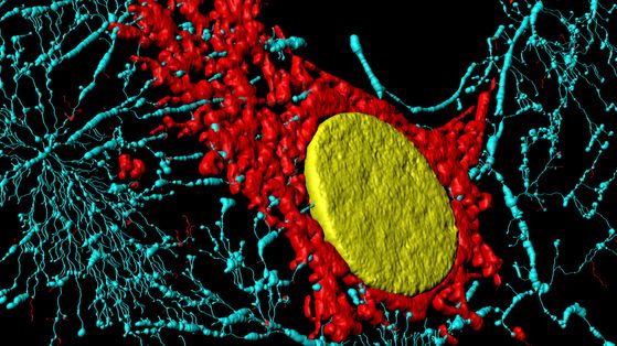 Mitokondrierna är färgade röda, runt cellkärnan som är färgad gul i en bindvävscell. (Wikimedia: Fibroblast)