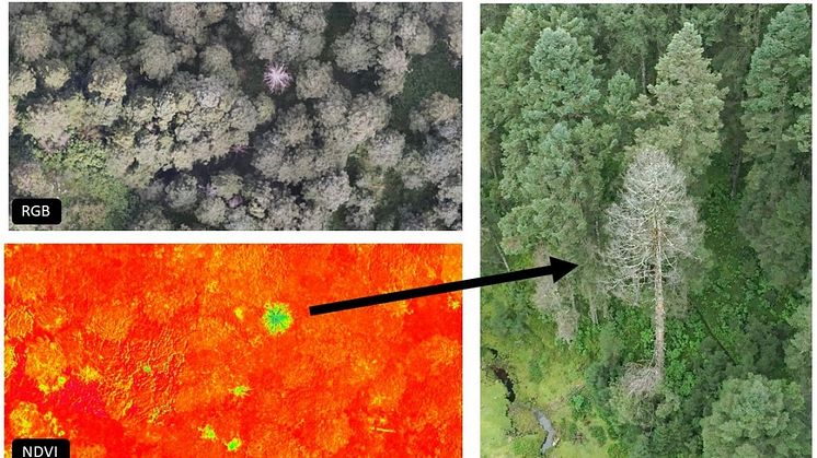 Affected trees are clearly visible with NDVI thanks to the M3M
