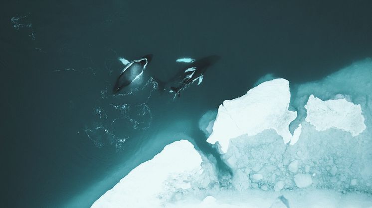 Greenland_Whales_Photo_Stian__Klo