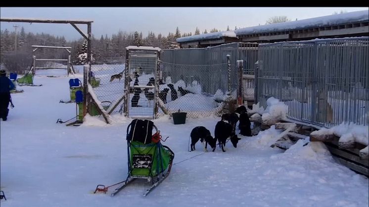 AMONDO Exklusiv: Lapplandreise 2017