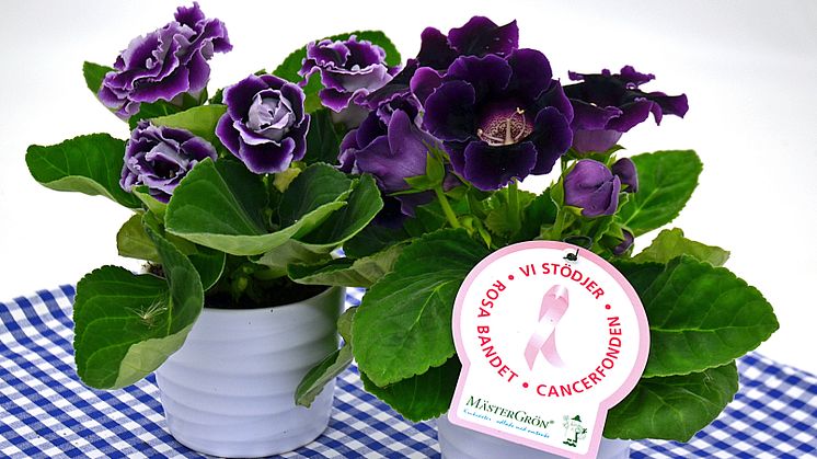 Dagens Rosa Produkt 14 oktober - en Gloxinia från Mäster Grön