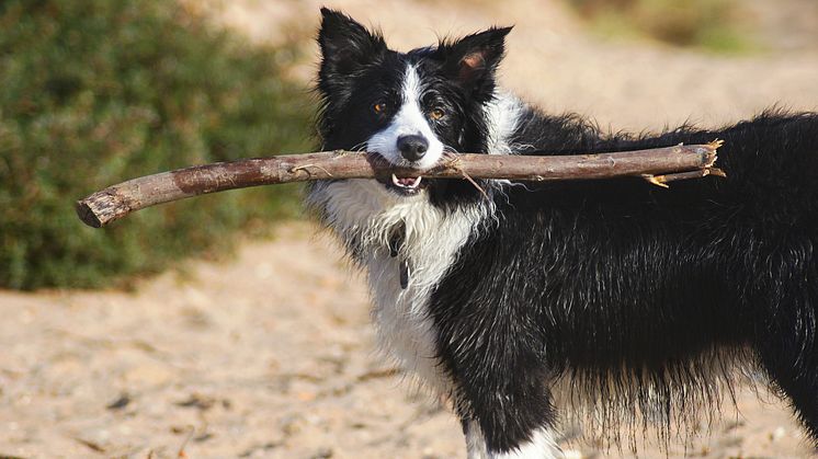 Semester med hund – så reser du hållbart och säkert med hela familjen