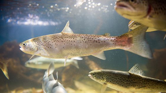 Salmon genome mapped in vast research project