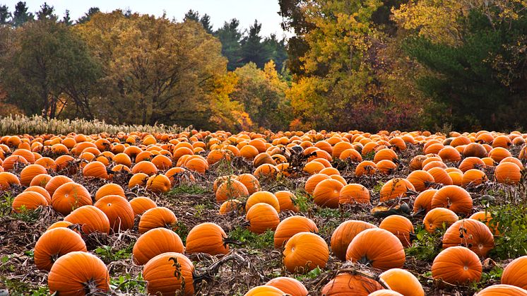 "Pumpkin patch" i USA.