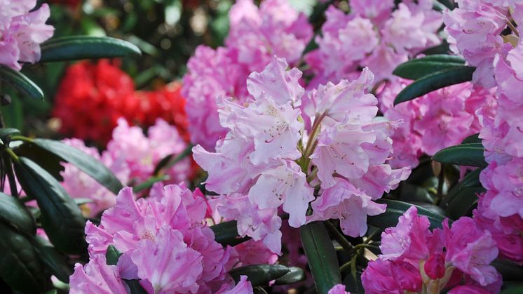 Rhododendron