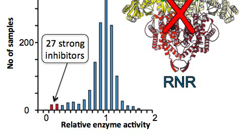 RNR-enzym II