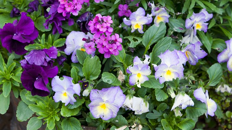 Årets bubblare och andra tåliga vårblommor