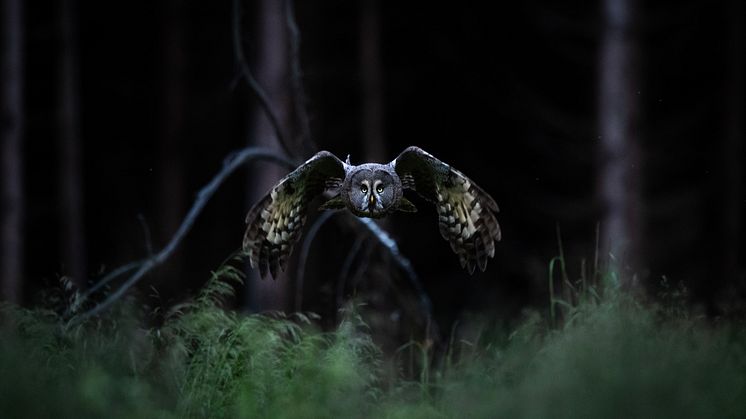 Ugglor har en särskild plats i fotografen Victor Hellros hjärta och utställningen på Sörmlands museum visar många bilder av dessa fantastiska varelser.