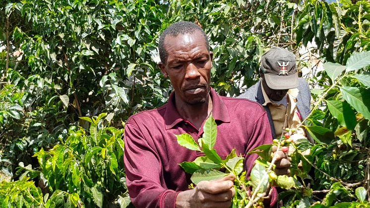 The coffee harvest in Brazil, which accounts for 40 per cent of the world's coffee production, has been hit hard by both frost and drought. While this will present challenges worldwide, it also offers new opportunities, says Löfbergs Group.