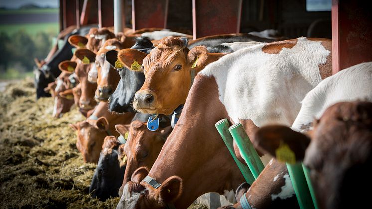 Arla Landwirte entscheiden sich für vollständige Umstellung auf GVO-freie Fütterung 