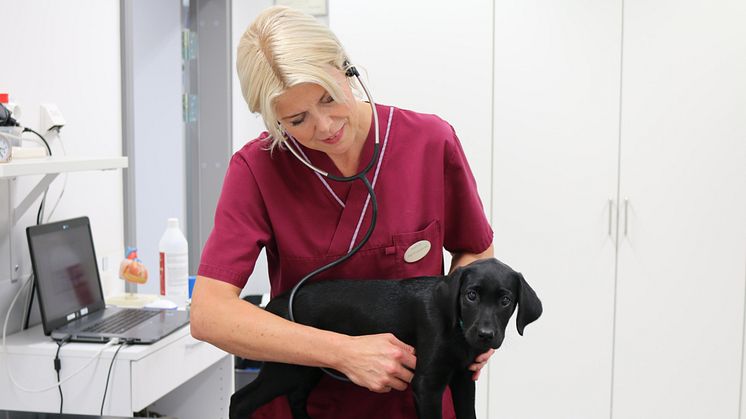 UDS nya hjärtspecialist Ingrid Ljungvall undersöker en labradorvalp