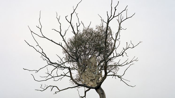 Syntolkning: Vindpinat träd som lutar åt ett håll med knotiga grenar. Vid stammen en bit upp ett tygstycke och bladverk