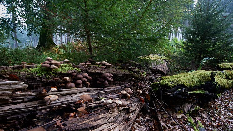 Verdens Skoves ønsker til den nye naturpakke: Urørt skov, gamle træer og et nyt biodiversitetsråd