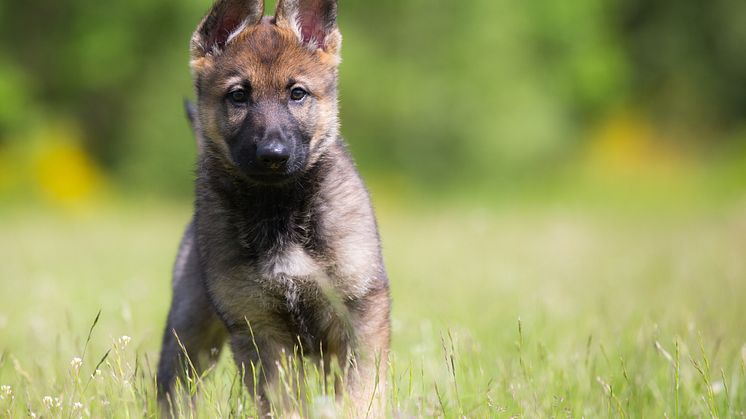 Lär dig mer om saker som fästingar, bett, stick och paddor för att skydda din hund.  
