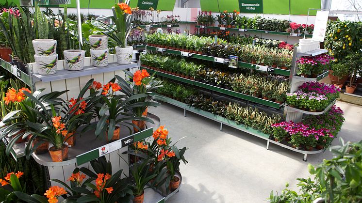Blomsterlandet öppnar sin 50:e butik