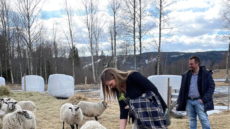 Kristina Lundberg (C), kommunstyrelsens ordförande i Sunne och Tobias Eriksson (S),  kommunstyrelsens 1:e vice ordförande, besöker företaget Isunne som har får och odlar grönsaker och honung. 