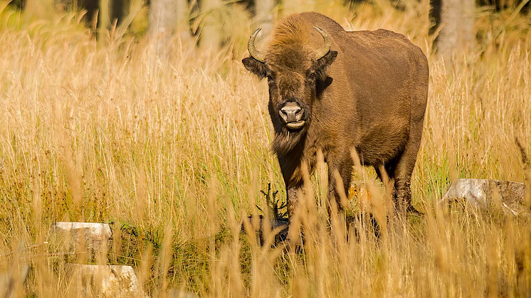 Store græssere, som bisonokserne på Bornholm, er til gavn for en mere varieret og rig natur. Dem er der ikke plads til i en tæt plantageskov. Foto:  Rune Engelbreth Larsen