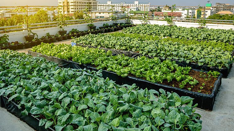 Städer kan producera mer mat genom cirkulära system