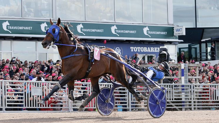 Han vann Elitloppet ifjol - nu blir det ett nytt besök på Solvalla. Foto: TR Bild